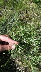 Antennaria luzuloides