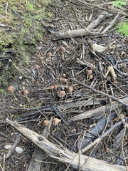 Tubariaceae