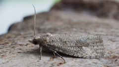 Epiblema grandaevana