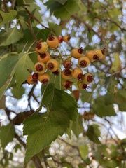 Crataegus phaenopyrum