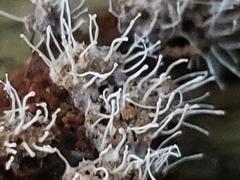 Polycephalomyces