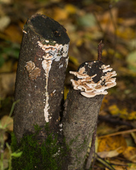 Trametes ochracea