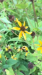 Rudbeckia triloba