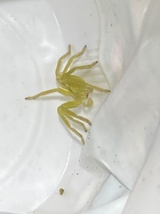Micrommata