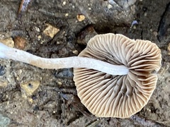 Tubariaceae