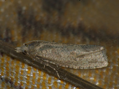 Epiblema grandaevana