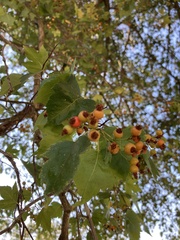 Crataegus phaenopyrum
