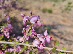 Securidaca longepedunculata