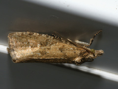 Epiblema grandaevana