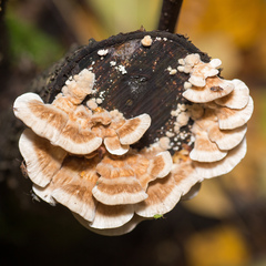 Trametes ochracea