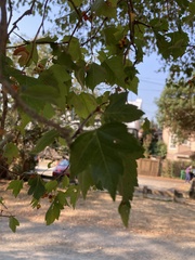 Crataegus phaenopyrum