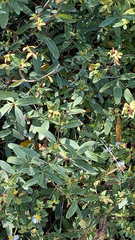 Hypericum prolificum