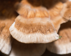 Trametes ochracea