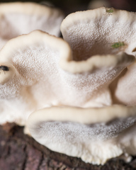 Trametes ochracea