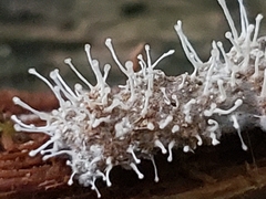 Polycephalomyces