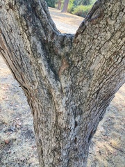 Crataegus phaenopyrum