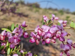 Securidaca longepedunculata