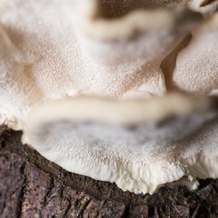 Trametes ochracea