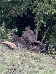 Procavia capensis johnstoni