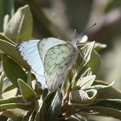 Hesperocharis marchalii