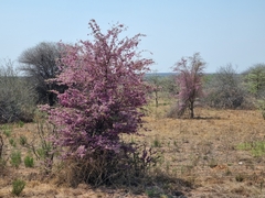 Securidaca longepedunculata