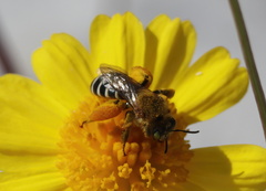 Hesperapis oraria