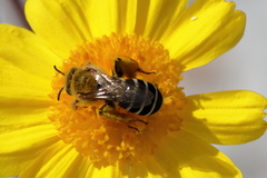 Hesperapis oraria