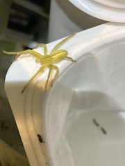Micrommata