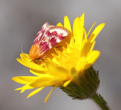 Schinia lynx