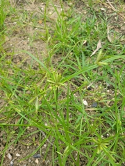 Cyperus compressus