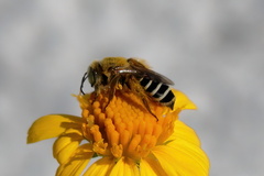 Hesperapis oraria
