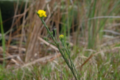 Liparia umbellifera