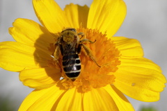 Hesperapis oraria