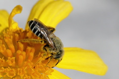 Hesperapis oraria