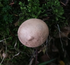 Apioperdon pyriforme