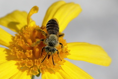 Hesperapis oraria