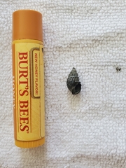 Ilyanassa trivittata