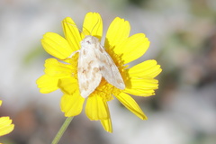 Schinia nundina