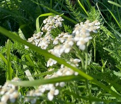 Achillea millefolium