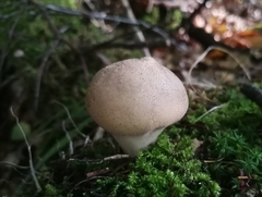 Apioperdon pyriforme