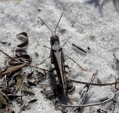 Spharagemon marmorata