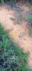 Cyanella lutea lutea