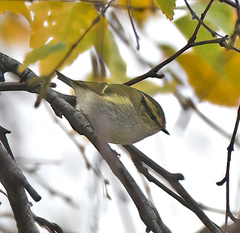 Phylloscopus proregulus