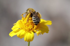 Hesperapis oraria