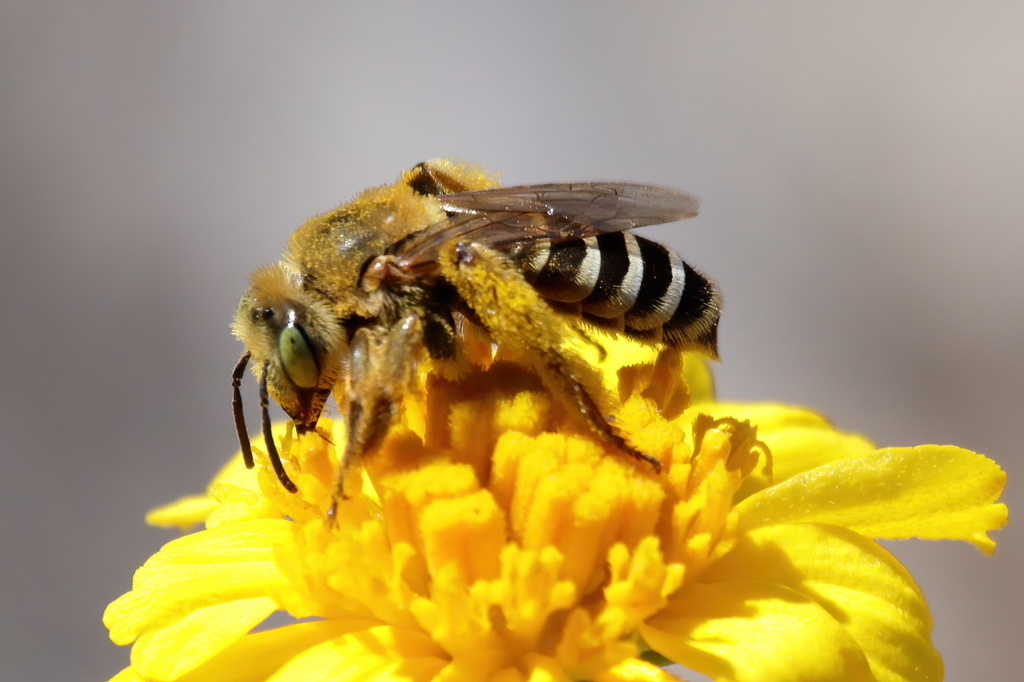 Gulf Coast Evening Bee