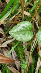 Lamium galeobdolon argentatum