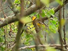 Icterus nigrogularis