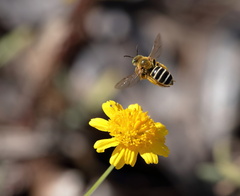 Hesperapis oraria