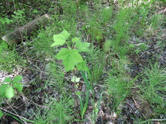 Ribes americanum