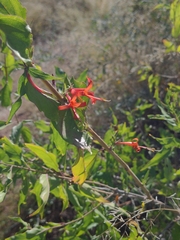 Anisacanthus thurberi